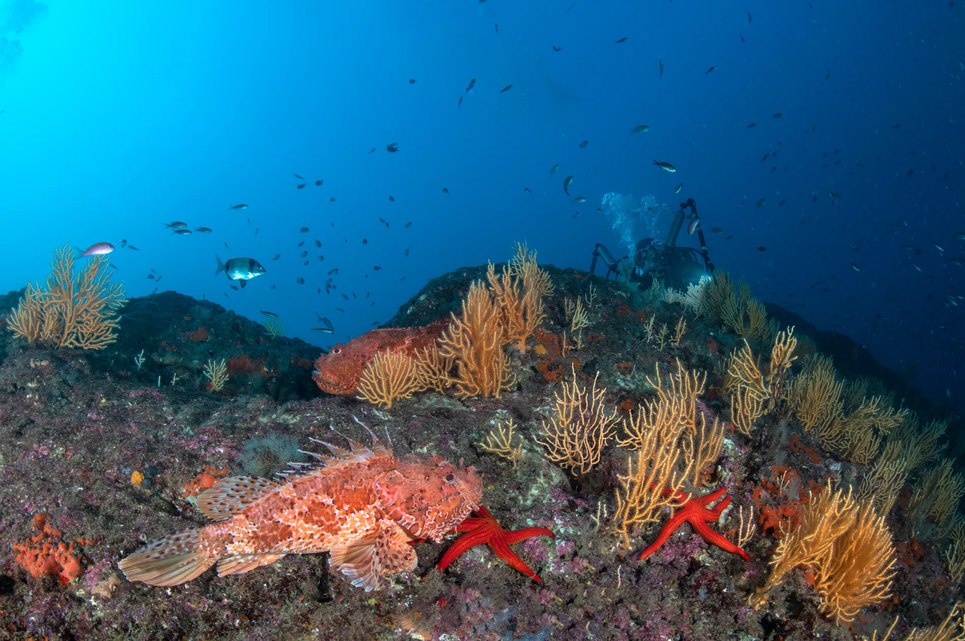 Banco di Santa Croce reef with colourful Mediterranean fish