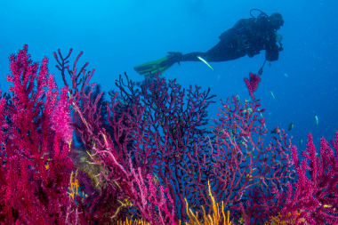 Discover Scuba Diving PADI — Single Dive