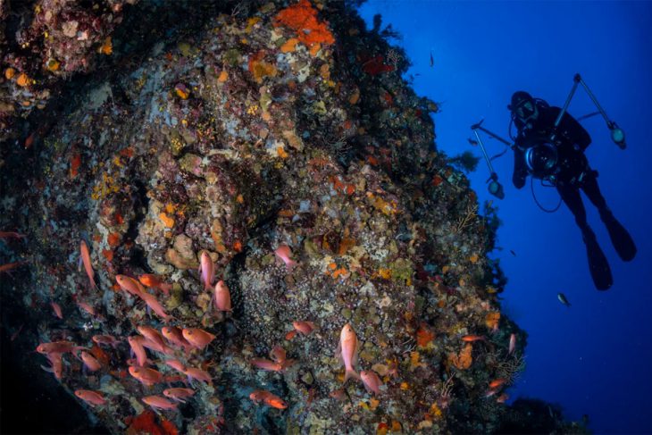 Single Dive — Afternoon (Certified Divers)