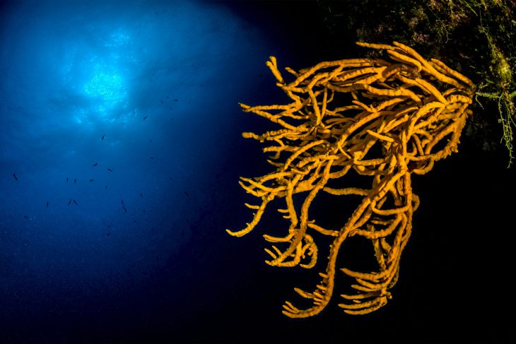Scuba Diving Sorrento: Dives from €75, 6 Sites (2026) — photo 5
