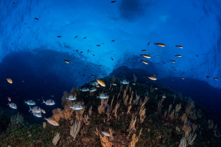 Double Dive — Morning (Certified Divers)