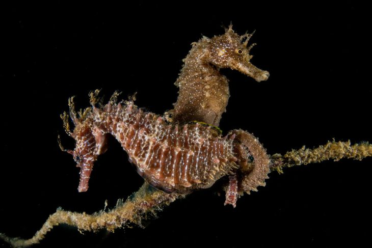 Sunset Snorkeling — Torchlight Experience